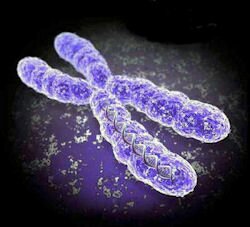 chromosome1